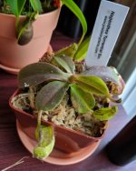 IMG_20190519_182548_283.jpg