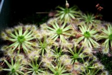 Drosera pulchella gemmae production.jpg