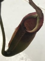 IMG_7354.jpg