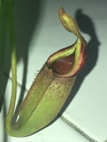 IMG_7415.jpg