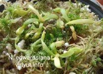 n-edwardsiana-tc.jpg