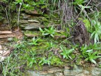 Martingale Trail moss #4.jpg