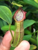 aristolochioides.jpg