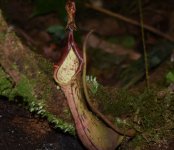 DSC_0105.jpg