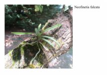 falcata1.jpg falcata1.jpg