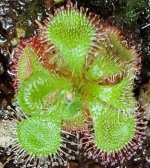 DroseraBurmannii3.jpg