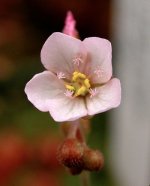 D_sessilifolia_fl.jpg D_sessilifolia_fl.jpg