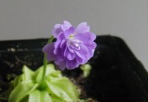 rosea5.JPG