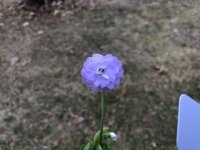 Rose1.jpg