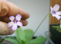 Ping Gina flowers.jpg Ping Gina flowers.jpg