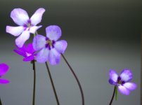 Ping Gina flowers D.jpg Ping Gina flowers D.jpg