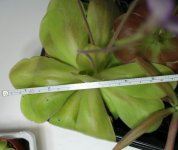 Pinguicula Gina mother plant.jpg Pinguicula Gina mother plant.jpg
