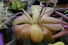 Pinguicula Gina mother plant B.jpg Pinguicula Gina mother plant B.jpg