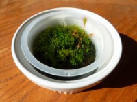 Super Sundew 2.6.20.jpg
