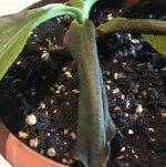 lowii x campanulata.jpg