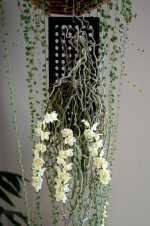 Chiloschista lunifera full plant.jpg