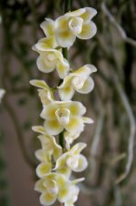 Chiloschista lunifera flowers.jpg