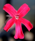 Pinguicula laueana flower A.jpg