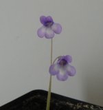 lepoceras.jpg