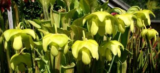 Oreophila flowers.jpg