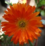Lampranthus II.jpg