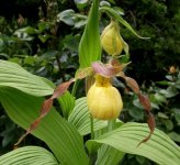 C. pubescens.jpg C. pubescens.jpg