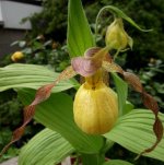 C. pubescens a.jpg C. pubescens a.jpg