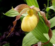 C. pubescens b.jpg C. pubescens b.jpg