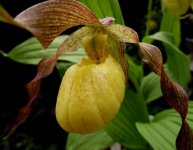 C. pubescens c.jpg C. pubescens c.jpg