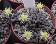 Neohenricia 10-4.jpg