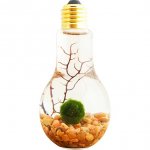 Marimo2.jpg Marimo2.jpg