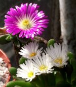 Delosperma.jpg