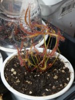 Drosera binata var dichotoma 001 .jpg Drosera binata var dichotoma 001 .jpg