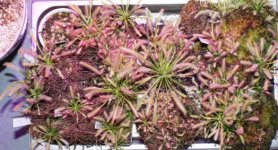 Drosera capensis tray.jpg Drosera capensis tray.jpg