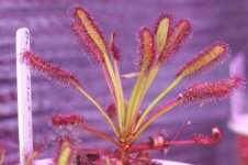 Drosera capensis Baines Kloof.jpg Drosera capensis Baines Kloof.jpg