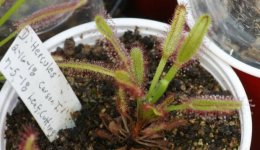 Drosera X Hercules 002.jpg Drosera X Hercules 002.jpg