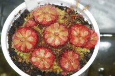 Drosera admirabilis sp floating 001.jpg Drosera admirabilis sp floating 001.jpg