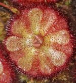 Drosera admirabilis sp floating 002.jpg Drosera admirabilis sp floating 002.jpg