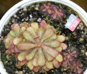 Drosera hamiltonii 001.jpg