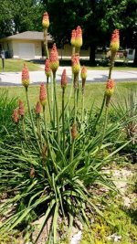 Kniphofia.jpg