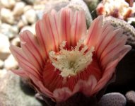 Aloinopsis schooneesii.jpg