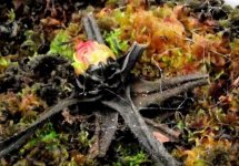 D. regia hibernaculum.jpg