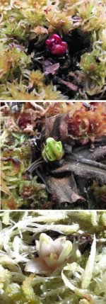 Drosera regia winter bud.jpg