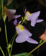 330px-Utricularia_warburgii.jpg 330px-Utricularia_warburgii.jpg