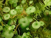 330px-Utricularia_pubescens.JPG 330px-Utricularia_pubescens.JPG