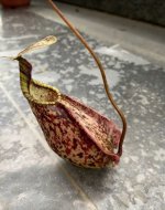 nepenthes rafflesiana.jpg nepenthes rafflesiana.jpg