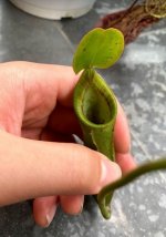 nepenthes lowii x campanulata.jpg nepenthes lowii x campanulata.jpg