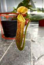 nepenthes (glandulifera x boschiana) x campanulata.jpg nepenthes (glandulifera x boschiana) x campanulata.jpg