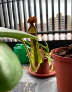 nepenthes (maxima x boschiana) x truncata.jpg nepenthes (maxima x boschiana) x truncata.jpg