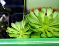 Stylidium debile.jpg Stylidium debile.jpg